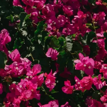 καμέλια 3 Fiskardo